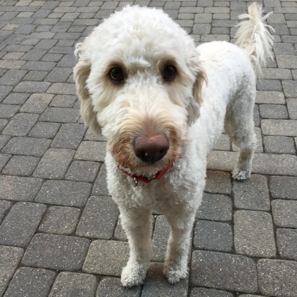 Meet your Posher, Beth - Picture 2 of 2